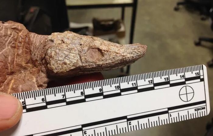 Paleontolog otwiera skałę i odkrywa prehistorycznego płaza, który ma sprytną strategię przetrwania