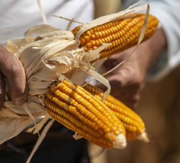 Sekret przygotowania tradycyjnej świątecznej kukurydzy w Monchique