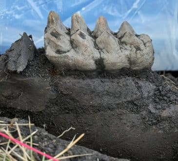 Kompletna skamielina szczęki mastodonta znaleziona na podwórku w Nowym Jorku