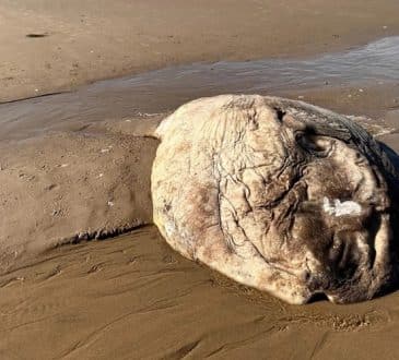 Mieszkańcy Wielkiej Brytanii znaleźli na plaży tajemnicze stworzenie