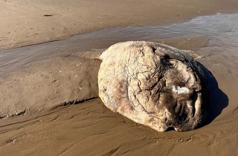 Mieszkańcy Wielkiej Brytanii znaleźli na plaży tajemnicze stworzenie