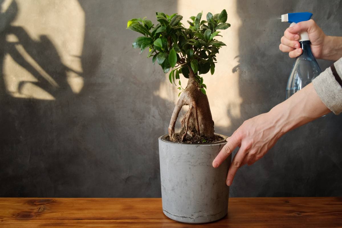 Pielęgnacja bonsai Ficus Ginseng: co robić, a czego nie robić