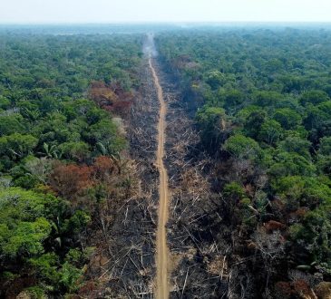 W 2024 r. firma Acre ścinała ponad 30 drzew na minutę; wylesianie przekracza 2023 r. o 90%