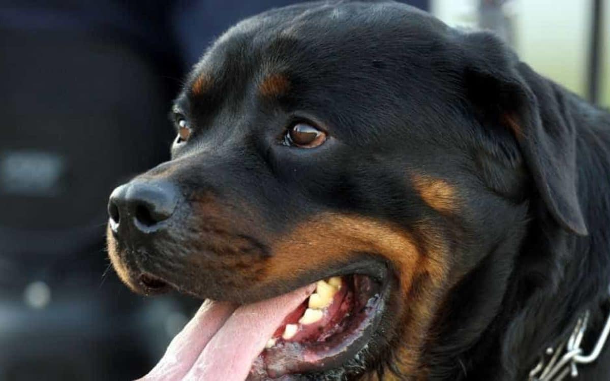 Pies Rottweiler ucieka z obroży i atakuje nastolatka na ulicy