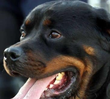 Pies Rottweiler ucieka z obroży i atakuje nastolatka na ulicy