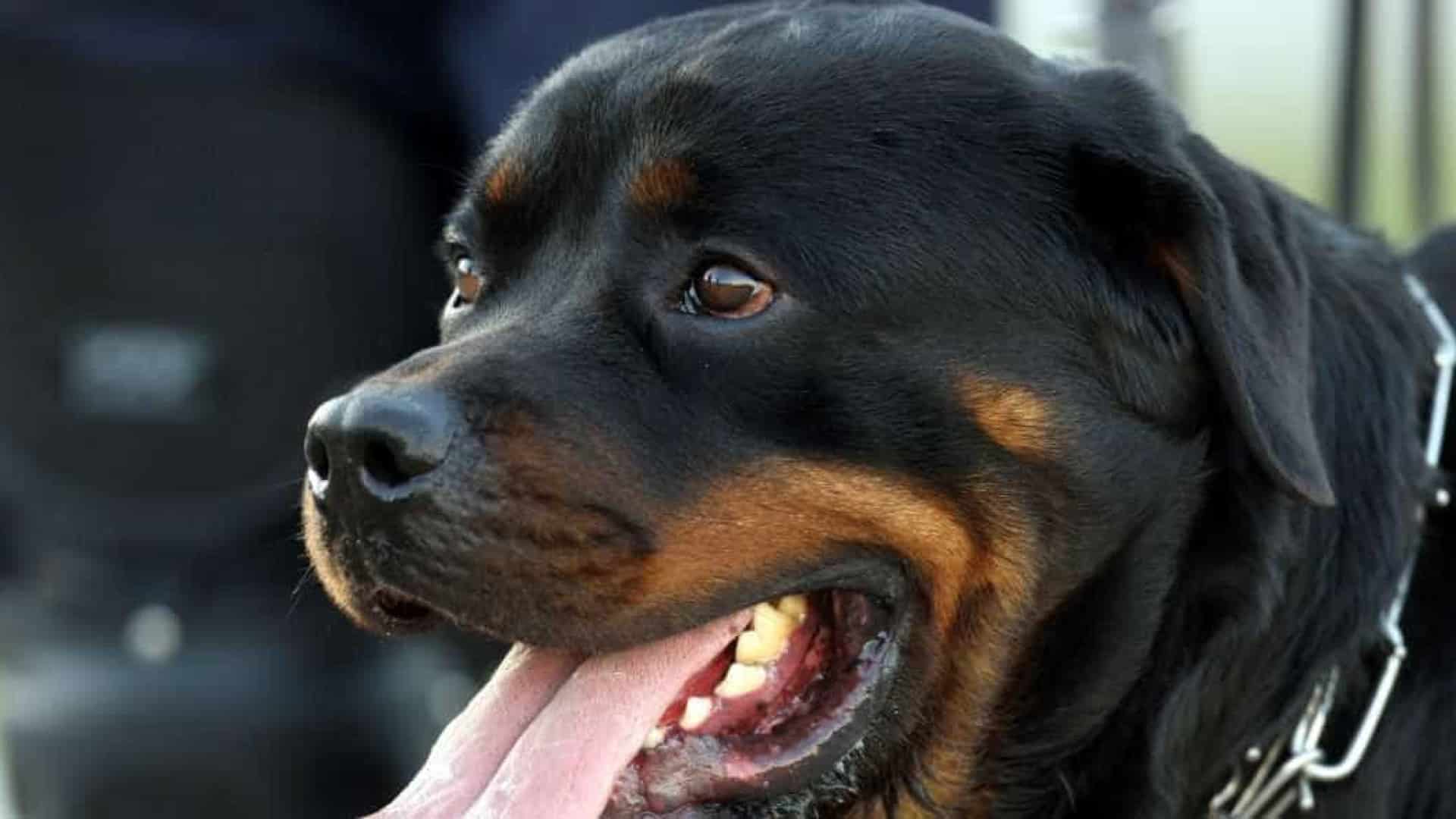 Pies Rottweiler ucieka z obroży i atakuje nastolatka na ulicy