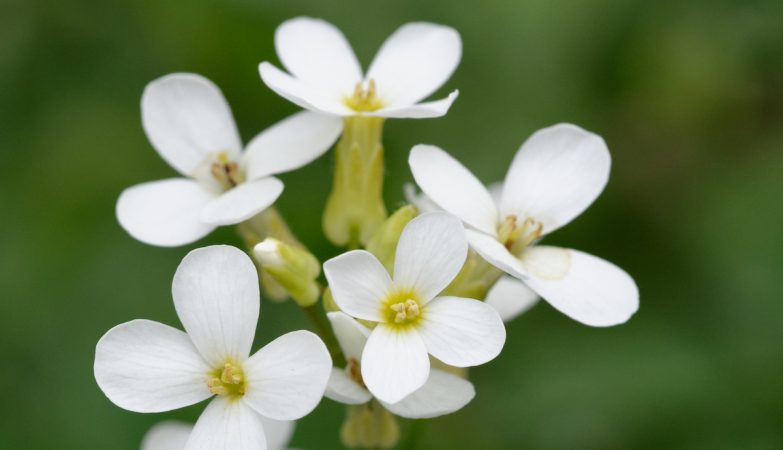 Bakterie robią sztuczkę, która może utrzymać rośliny w zdrowiu