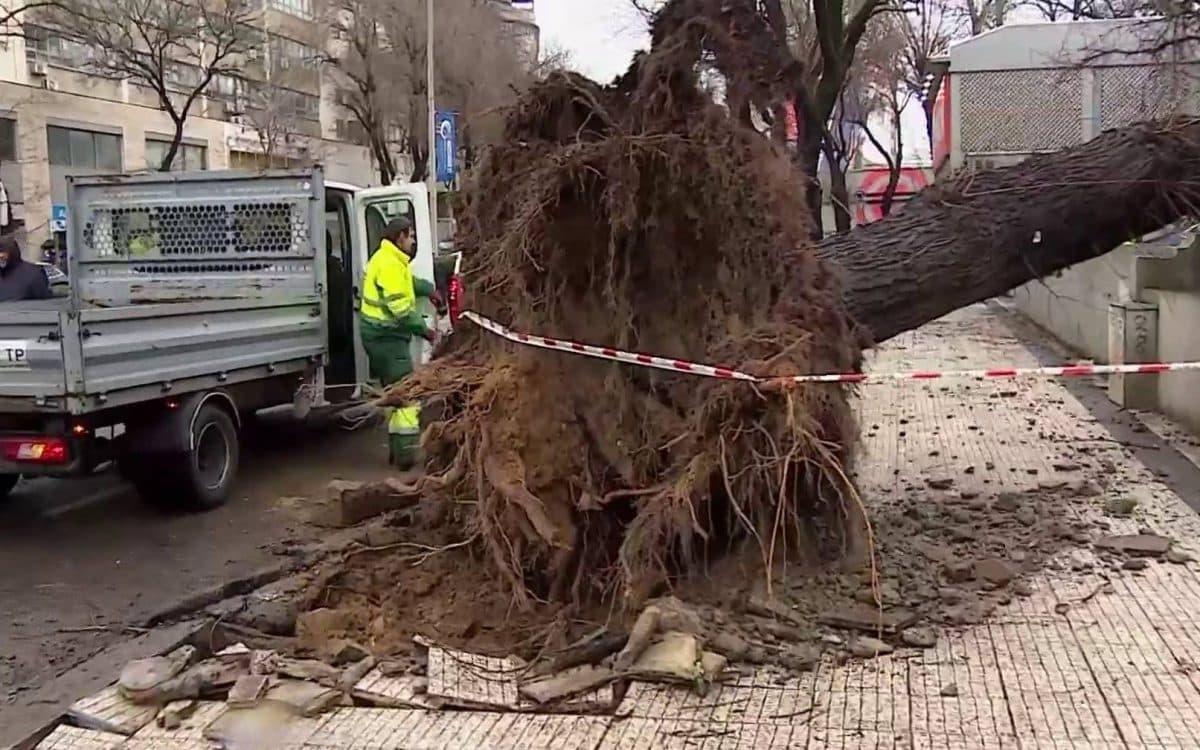 Upadki drzewa powodują uszkodzenie Matosinhos i Porto