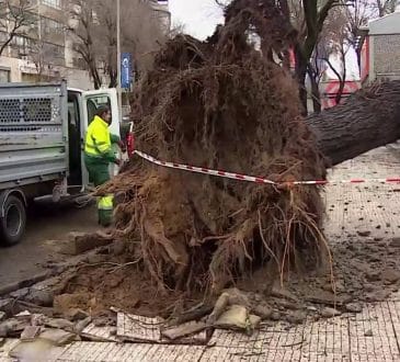 Upadki drzewa powodują uszkodzenie Matosinhos i Porto