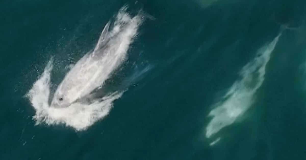 Obejrzyj „Super Super Pod” Dolphins przechwycony na wideo Drone