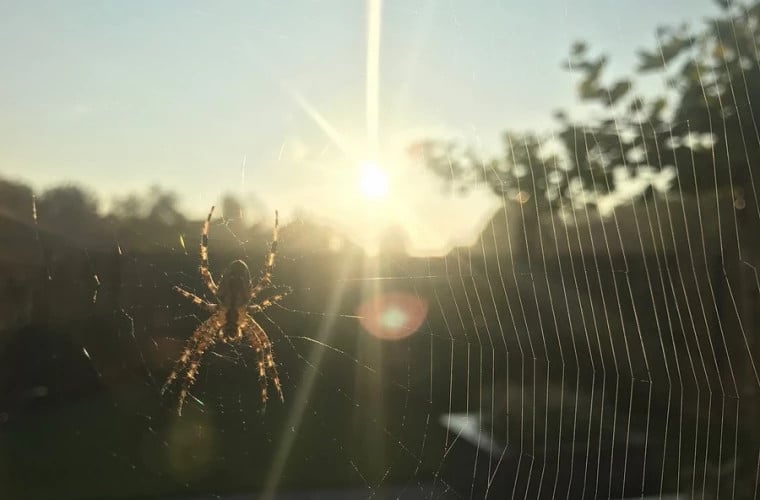 Odkryto nowy podgatunek najbardziej jadowitego pająka Australii