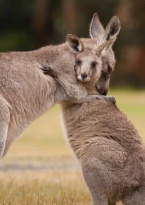 Władze australijskie na alert z powodu dwóch kangura