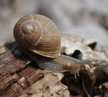 Ślimaki i ślimaki mają tysiące zębów. Są śmiercionośną bronią