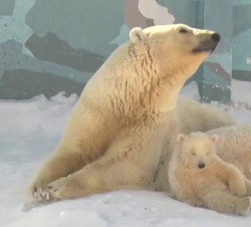 Jak niedźwiedzie polarne wspiera zimno arktyki?