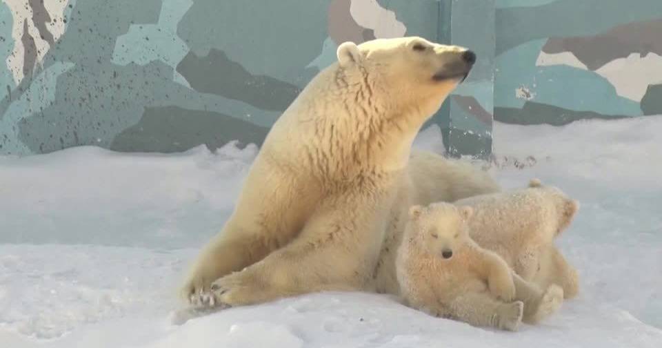 Jak niedźwiedzie polarne wspiera zimno arktyki?