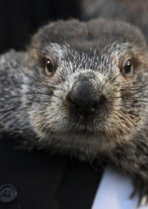 Punxsutawney Phil widzi jego cień, jak twierdzą Handlers, przewidując jeszcze 6 tygodni zimowej pogody