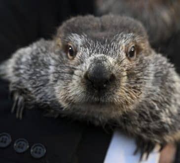 Punxsutawney Phil widzi jego cień, jak twierdzą Handlers, przewidując jeszcze 6 tygodni zimowej pogody