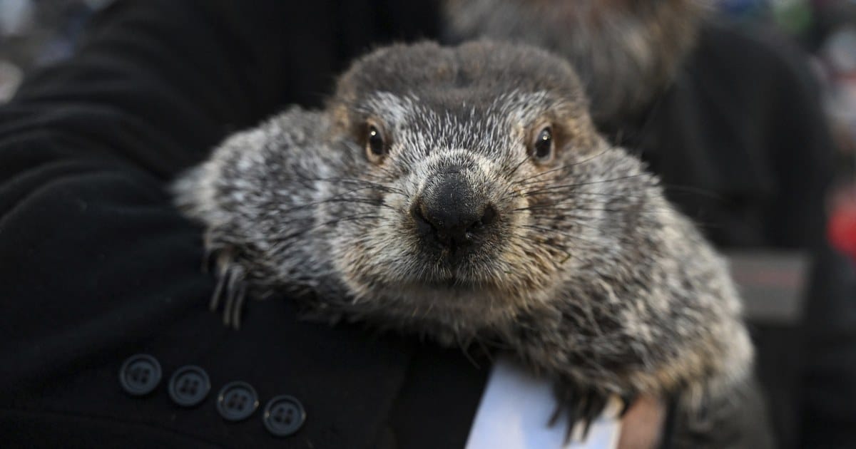 Punxsutawney Phil widzi jego cień, jak twierdzą Handlers, przewidując jeszcze 6 tygodni zimowej pogody