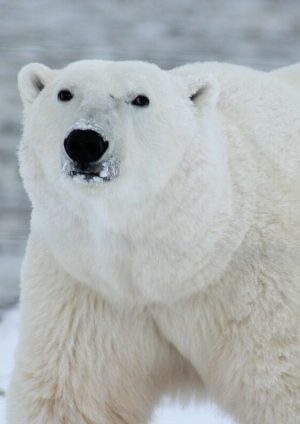 Jak niedźwiedzie polarne stają się gorące? Nie z powodu włosów