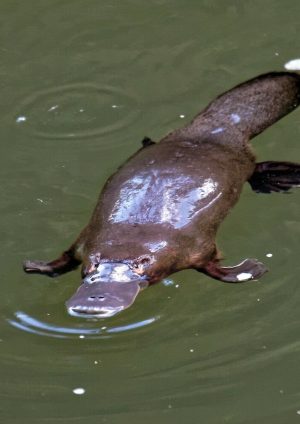 Ssaki, które składają jaja, potu mleko i mają 10 chromosomów. Organy są dziwnymi istotami