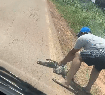 Big Bug zostaje uratowany podczas próby przekroczenia autostrady w Acre; Zobacz wideo