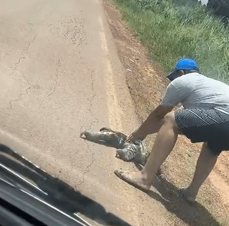 Big Bug zostaje uratowany podczas próby przekroczenia autostrady w Acre; Zobacz wideo