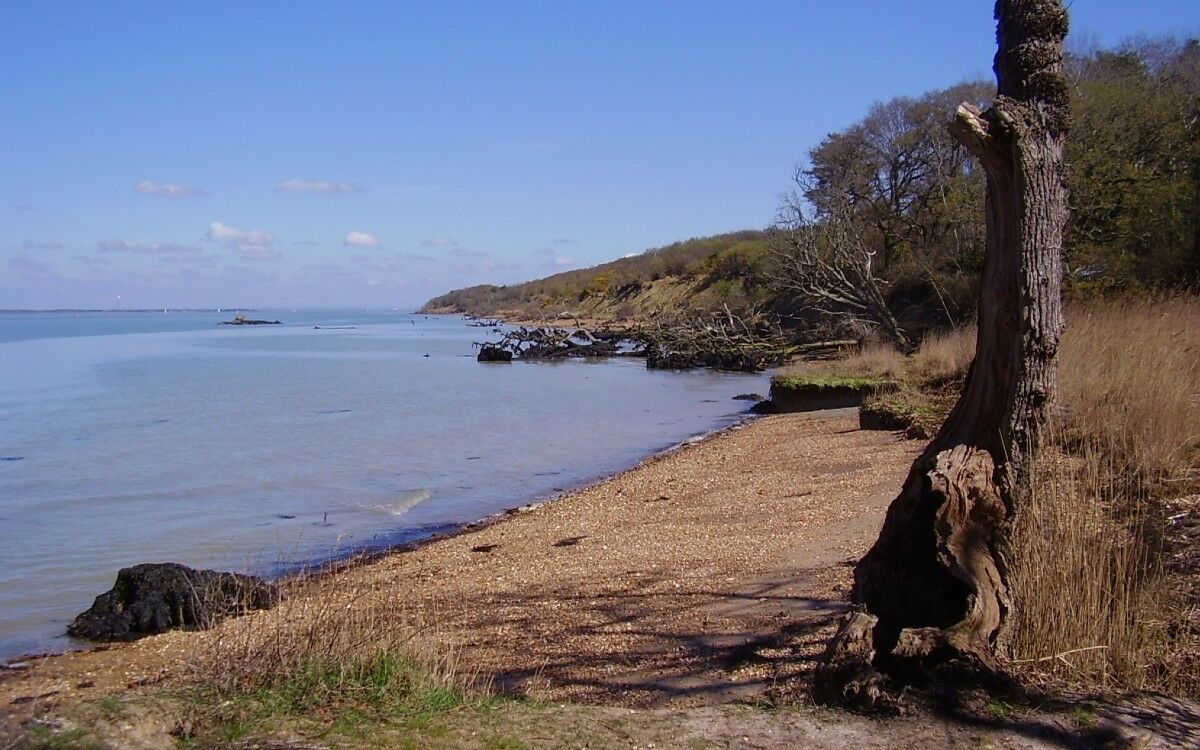 Storm ujawnia ogromny purpurowy ślad dinozaurów na plaży