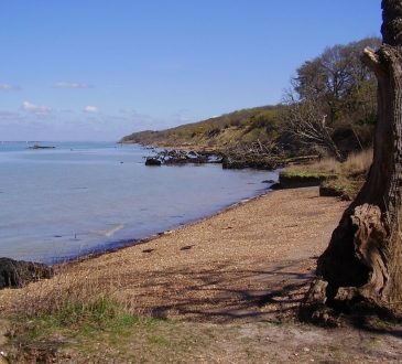 Storm ujawnia ogromny purpurowy ślad dinozaurów na plaży