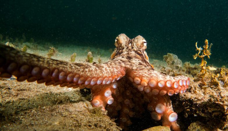 Ośmiornice, które zmieniają kolor to „panele słoneczne” oceanu