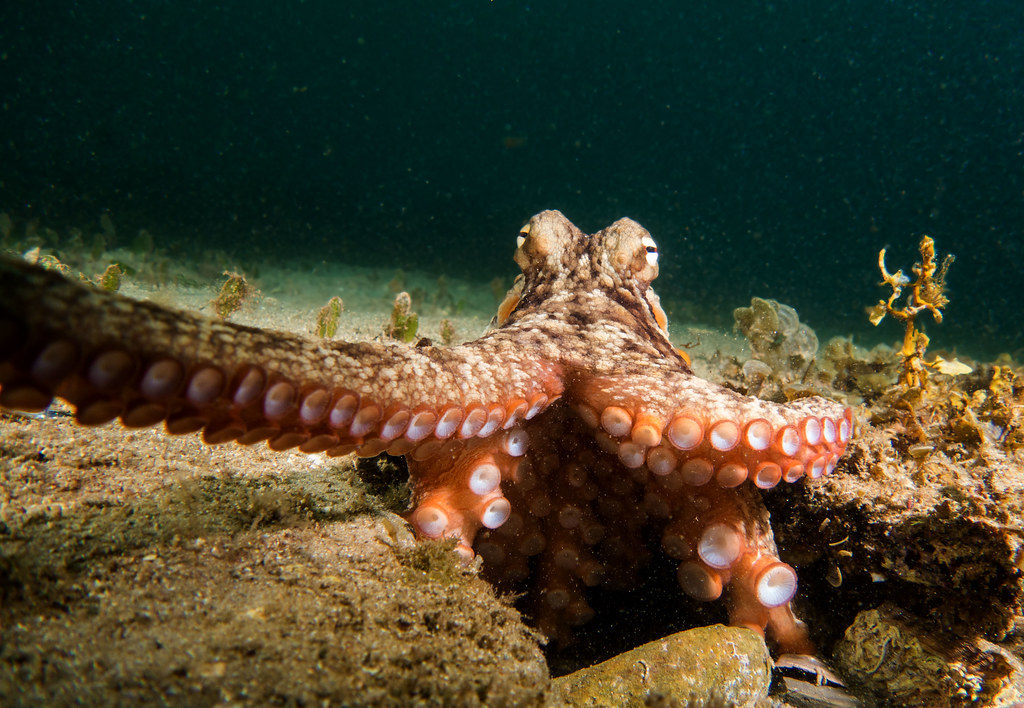 Ośmiornice, które zmieniają kolor to „panele słoneczne” oceanu